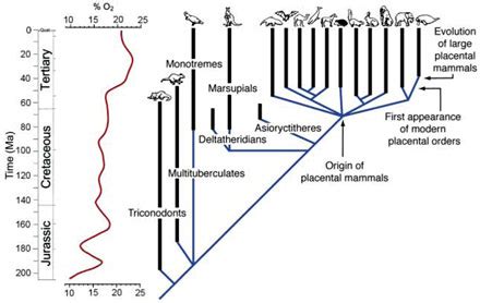 velvet dinosaur oxygen|Breathing Easier Since the Jurassic .
